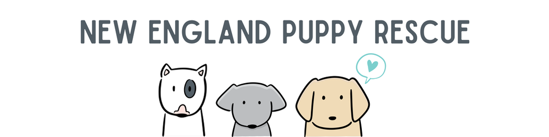 NEW ENGLAND PUPPY RESCUE